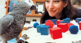 Alex the Parrot's Last Words