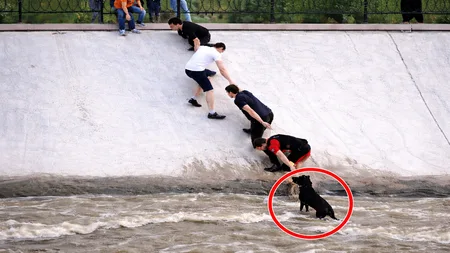 Strangers Formed a Human Chain to Save a Dog. The City Built a Sculpture.