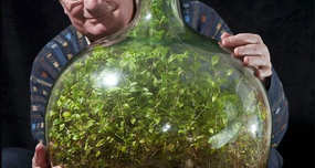 The 65-Year-Old Plant in a Sealed Bottle, Watered Only Once