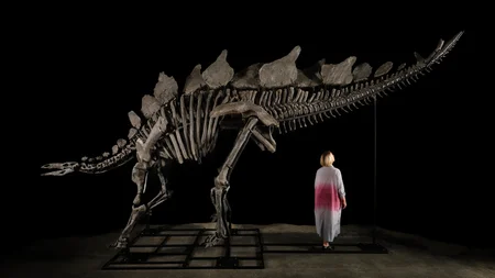 A Stegosaurus skeleton nicknamed "Apex" sold at Sotheby's on July 17, 2024 for $44.6 million - the m