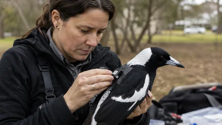 Researcher Dominique Potvin spent years designing GPS harnesses for Australian magpies - magnetic re
