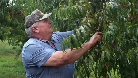 A Peach Farmer Took on Monsanto After Their Herbicide Destroyed 30,000 of His Trees. A Jury Gave Him $265 Million.