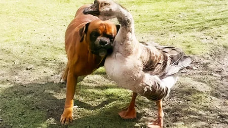Baks the Blind Boxer and His Seeing-Eye Goose
