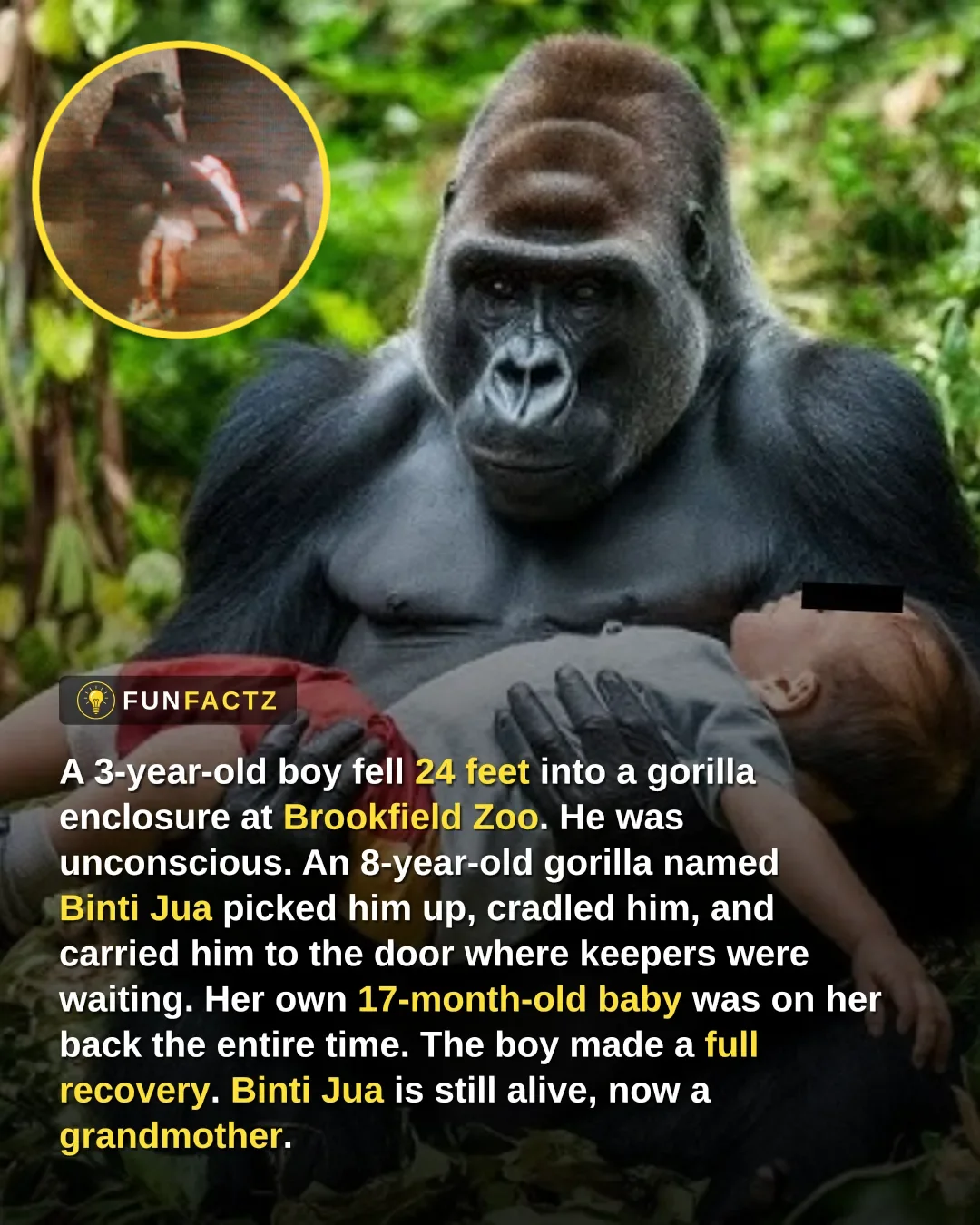 A Gorilla Cradled an Unconscious Boy Who Fell Into Her Enclosure — With Her Own Baby on Her Back