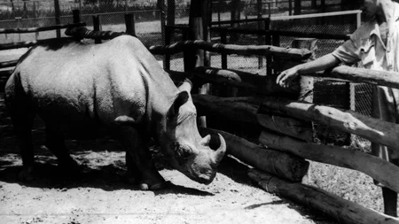 In 1959, the citizens of São Paulo were so fed up with corrupt politicians that they elected a rhino