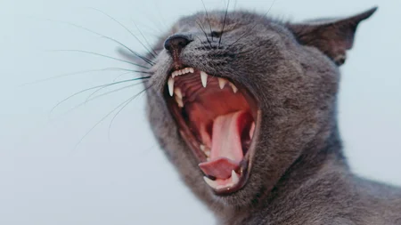 Why Cats Can't Move Their Jaws Sideways