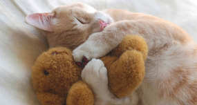 Cats Sleep for 2/3 of their Life