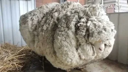 A lost sheep named Chris wandered the Australian bush near Canberra for more than five years without