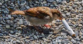 City Birds Use Cigarette Butt to Prevent Parasites