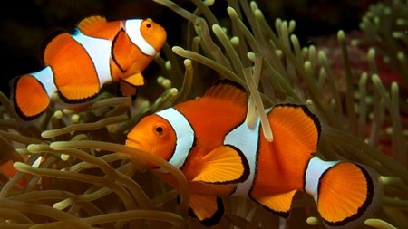 Finding Nemo Got It All Wrong: The Truth About Clownfish Sex Changes