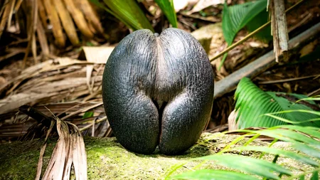 The Coco de Mer grows the world's largest seed - up to 25 kg and half a metre long. For centuries sa