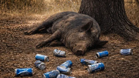 Crazy Drunk Pig Drank 18 Cans of Beer, Fought Cow, then Passed out
