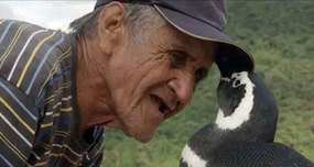 Rescued Penguin Travels 5,000 Miles to Visit Rescuer Every Year
