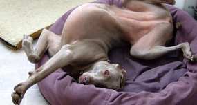 The Reason Why Dogs Turn in Circles