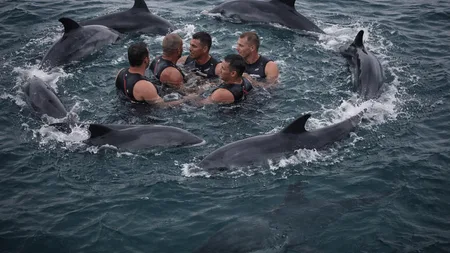 Dolphins Circled Four Swimmers for 40 Minutes to Shield Them From a Great White