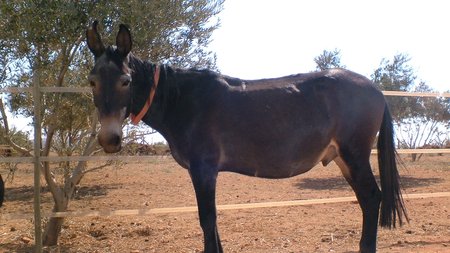 A donkey will sink in quicksand but a mule won't.