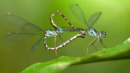 When dragonflies mate, their tails form a love heart.