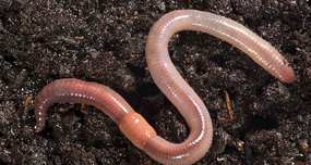 Earthworms Taste Like Bacon