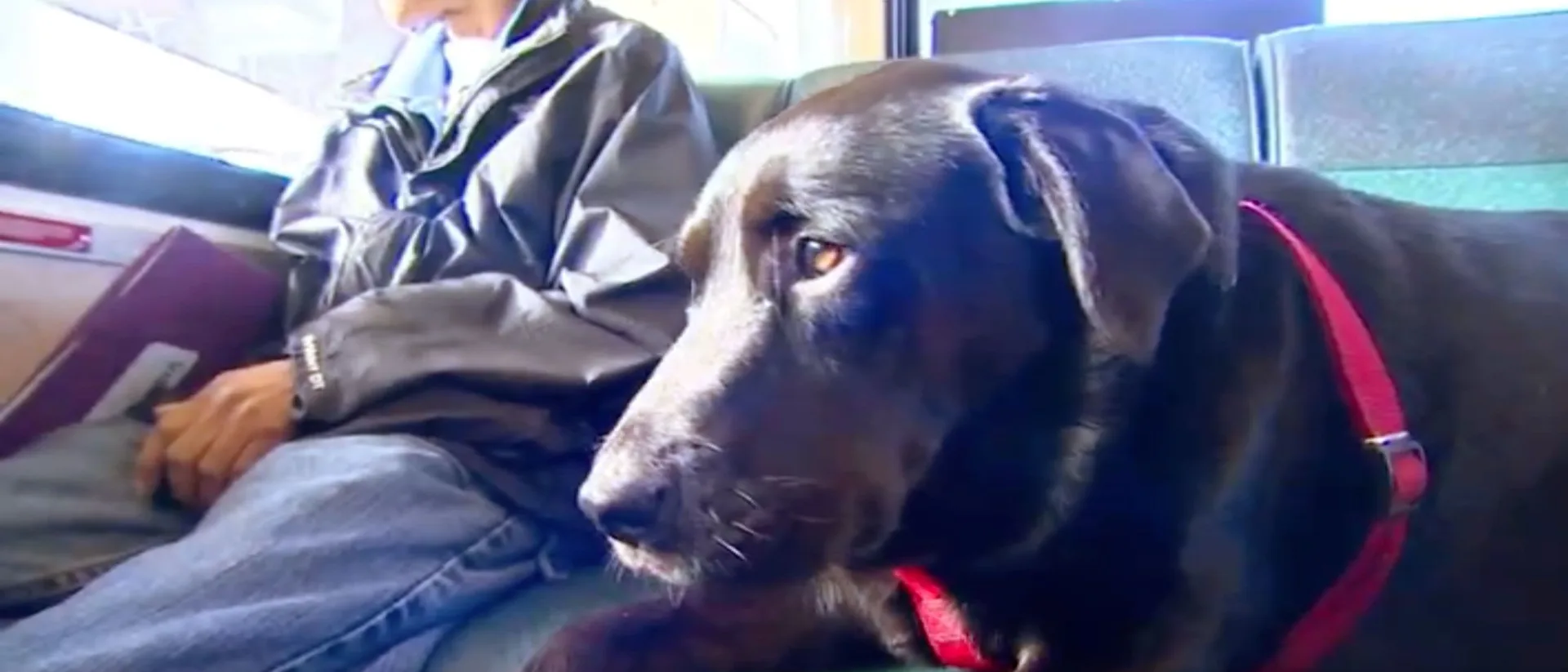 A Dog in Seattle Rode the Bus Alone to the Dog Park Every Day for 7 Years