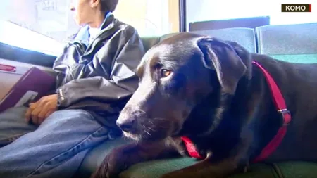 A Dog in Seattle Rode the Bus Alone to the Dog Park Every Day for 7 Years