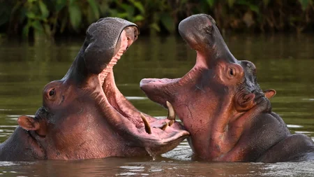 Pablo Escobar smuggled 4 hippos into Colombia for his private zoo in the 1980s. When he was shot dea