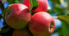 Apples That Fizz in Your Mouth