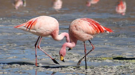 Flamingos Form Million-Strong Dance Troupes Called 'Flamboyance'