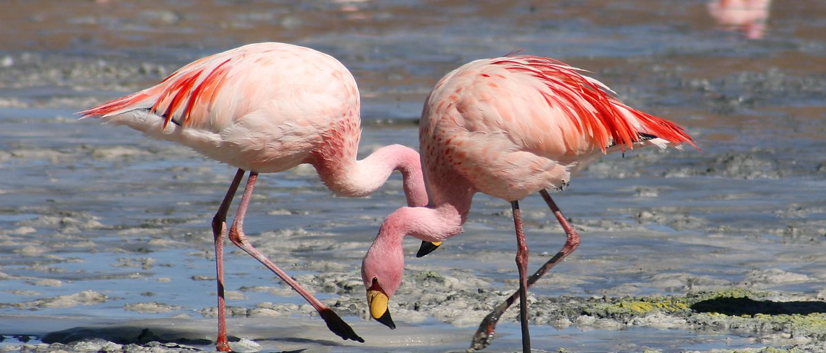Flamingos Form Million-Strong Dance Troupes Called 'Flamboyance'