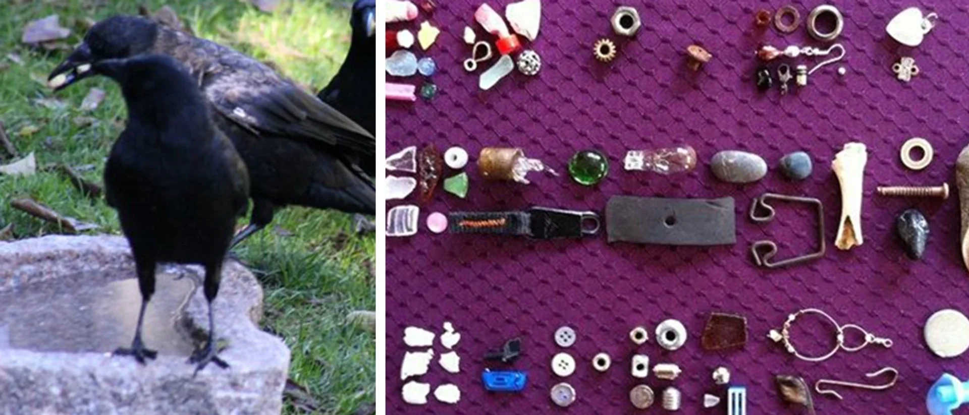 A Girl Fed Crows in Her Backyard for Years. They Started Bringing Her Gifts.