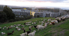 Google Employs 200 Goats to Mow Lawn
