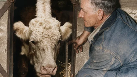 Grady was a 1,200-pound Oklahoma cow. In February 1949 she bolted for the only light in a dark shed 