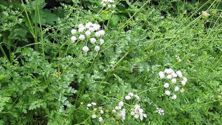 There's a Poisonous Plant That Leaves Victims with Smile on Face After Death