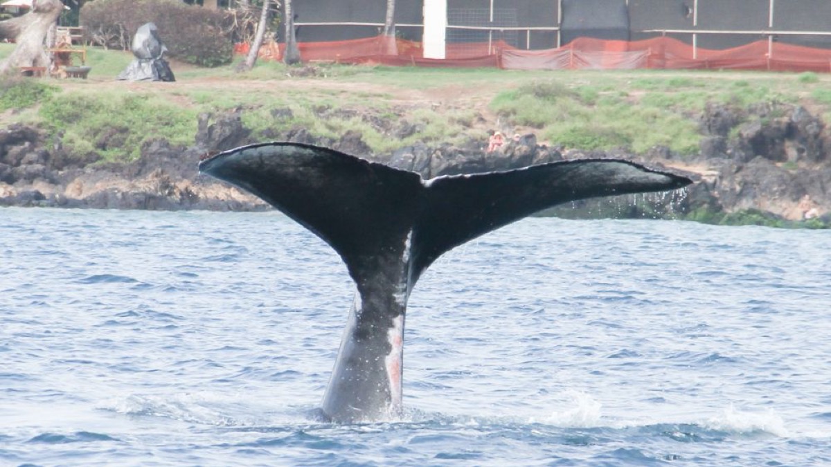 A healthy humpback whale fluke (tail) breaking the surface, photographed by a member of the public and uploaded to Happywhale.com, the exact type of image NOAA researchers used to re-identify this whale seven years after its rescue