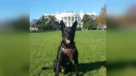 Hurricane was a Secret Service Belgian Malinois on duty at the White House. In October 2014, a man j