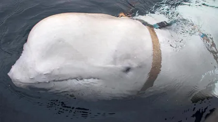 A Suspected Russian Spy Whale Dove to the Bottom of the Ocean to Return a Woman's Dropped Phone