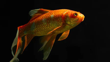 Goldfish Lose Their Color in Darkness