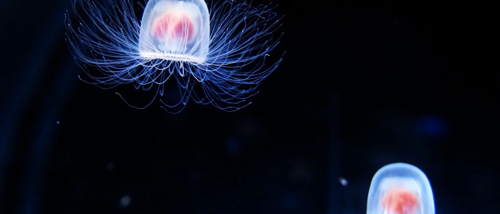 The Immortal Jellyfish