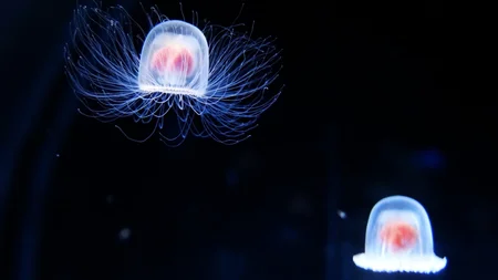 The Immortal Jellyfish