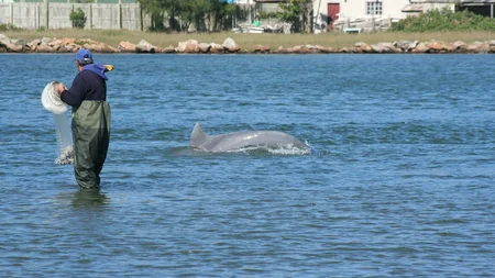 In Laguna, Brazil, wild dolphins herd entire schools of mullet toward fishermen waiting in the shall