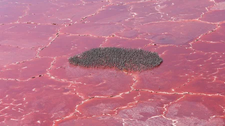 Lake Natron in Tanzania is so alkaline (pH up to 10.5) and hot (up to 60°C / 140°F) that animals tha