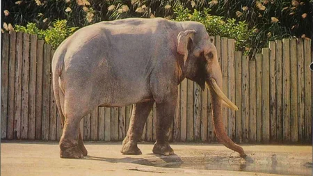 Lin Wang was a young elephant in Burma. Japanese soldiers forced him to haul supplies and pull artil