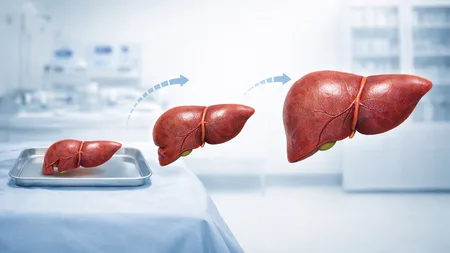 The Liver Can Regrow Itself From Just a Quarter of Its Original Size