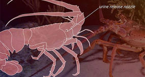 Lobsters communicate by peeing at each other.