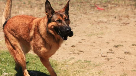 Lucca was a Marine Corps bomb dog who worked Iraq and Afghanistan for six years. In more than 400 mi