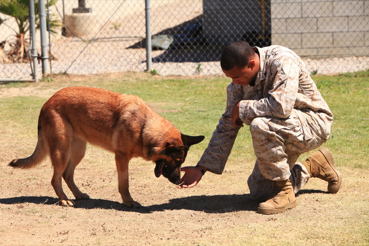 Cpl. Juan Rodriguez, the Marine handler who ran to Lucca after the blast, feeds her a treat at Camp Pendleton on her retirement day, July 2012