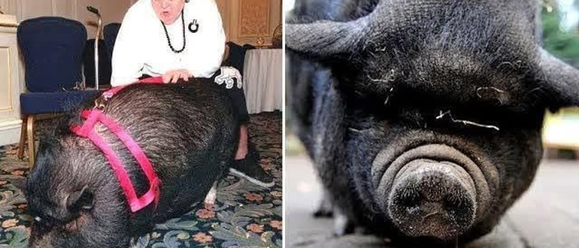 The Pig That Played Dead in Traffic to Save Her Dying Owner