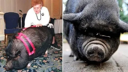 The Pig That Played Dead in Traffic to Save Her Dying Owner