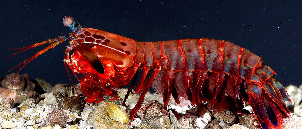 The Mantis Shrimp's Vision Paradox: 16 Color Receptors, Worse Color Vision Than You