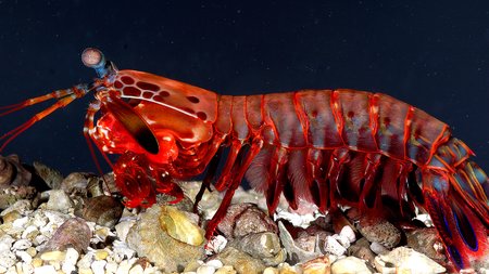 The Mantis Shrimp's Vision Paradox: 16 Color Receptors, Worse Color Vision Than You