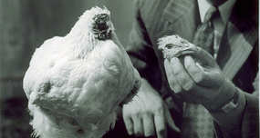 Mike the Headless Chicken Survived 18 Months After Having His Head Cut Off